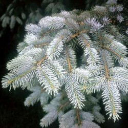 Colorado Blue Spruce Tree (Picea pungens glauca) 10-20cm Trees**FREE UK MAINLAND DELIVERY + FREE 100% TREE WARRANTY**
