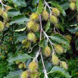 Common Beech Tree Fagus Sylvatica 20-60cm Trees **FREE UK MAINLAND DELIVERY + FREE 100% TREE WARRANTY**