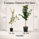 Compare damson fruit pot sizes