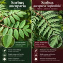 Sorbus Aucuparia Asplenifolia compare foliage