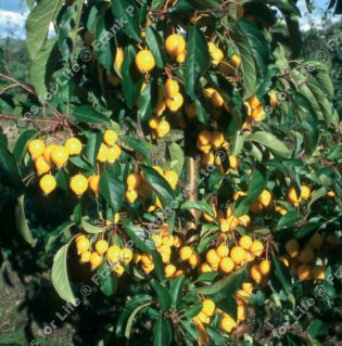 Comtesse de Paris Crab Apple Tree, Malus Comtessa de Paris **FREE UK MAINLAND DELIVERY + FREE 100% TREE WARRANTY**