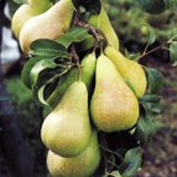 Concorde Pear Tree, SELF FERTILE (C4) + COMPACT + LARGE HARVEST + SWEET + JUICY + 2-3 years old, delivered 1.25-2.00m tall, **FREE UK MAINLAND DELIVERY + FREE 100% TREE WARRANTY**