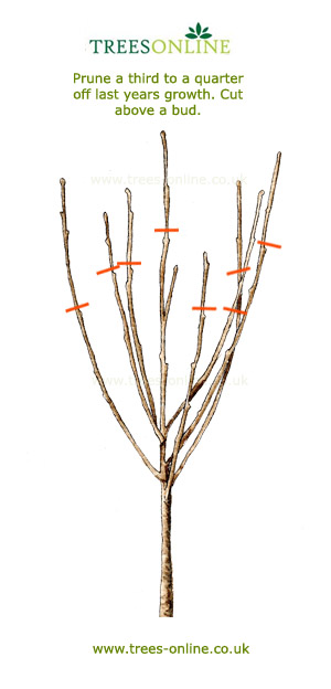 Planting Bare Root Fruit, Ornamental and Hedging Trees