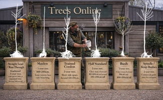 Bare Root Tree Forms Explained (click to enlarge)