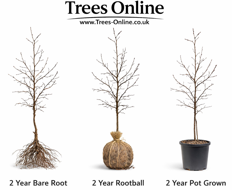 Comparison of bare root, rootball and pot grown hedge plants