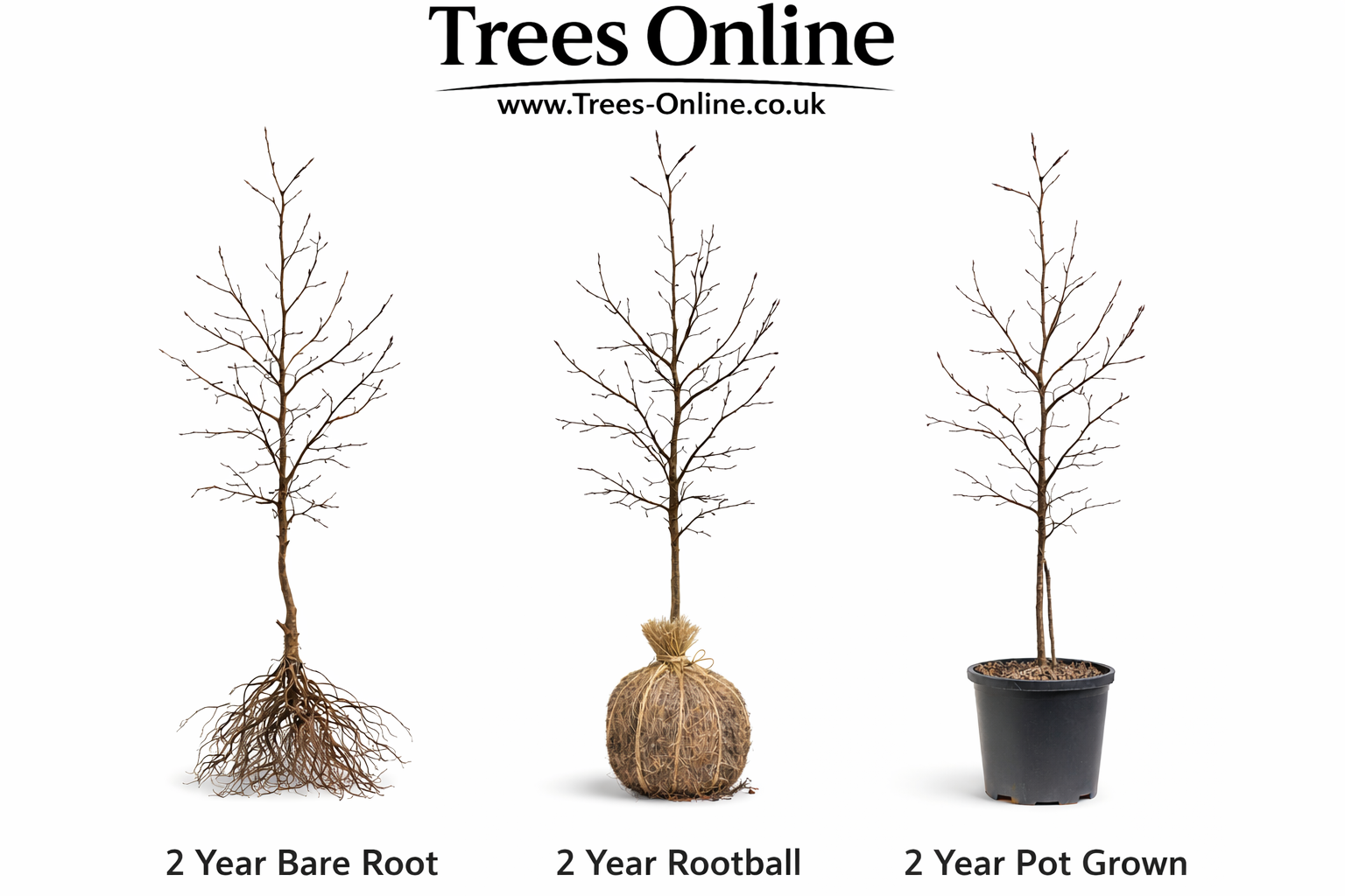 Comparison of bare root, rootball and pot grown hedge plants