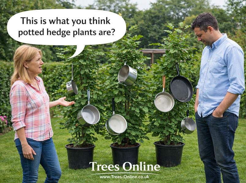 Potted hedge plants ready for planting