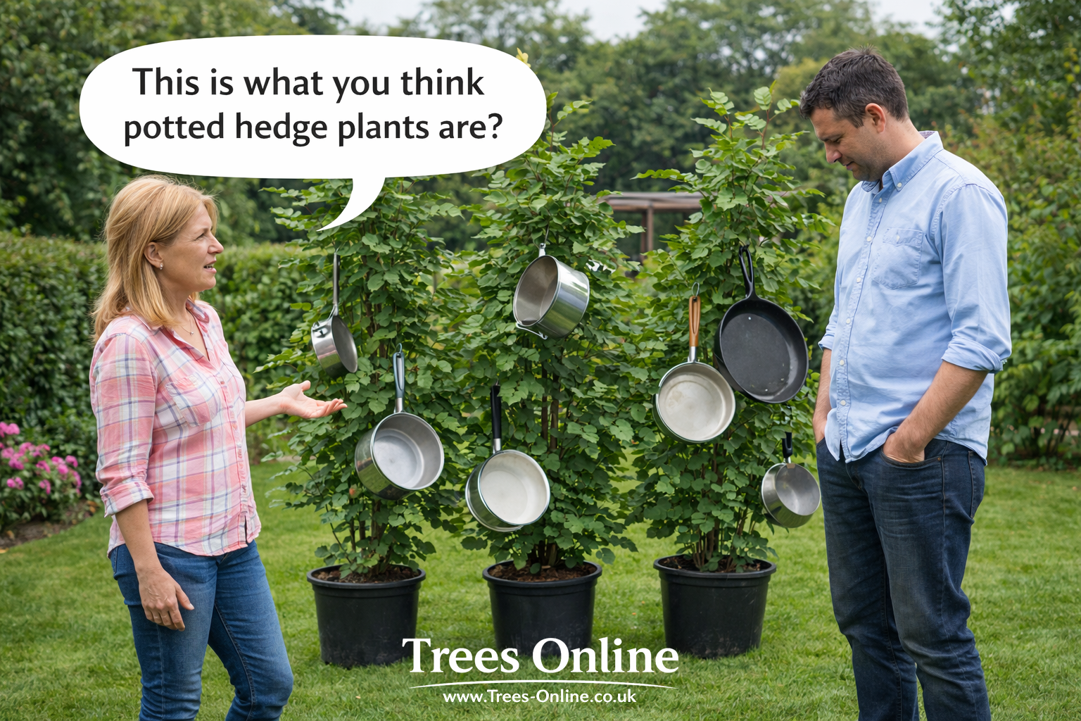 Potted hedge plants ready for planting