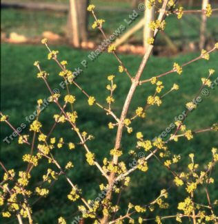 Cornelian Cherry Dogwood Tree Cornus Mas ATTRACTIVE TREE, **FREE UK MAINLAND DELIVERY + FREE 100% TREE WARRANTY**