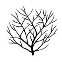 Rainbow North American Flowering Dogwood Tree (Cornus florida 'Rainbow') **FREE UK MAINLAND DELIVERY + FREE 100% TREE WARRANTY**