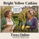 Cosford Hazelnut bright yellow catkins