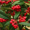 Cornubia Cotoneaster Tree EVERGREEN + AWARD + DROUGHT RESISTANT + SMALL + COAST **FREE UK MAINLAND DELIVERY + FREE 100% TREE WARRANTY**