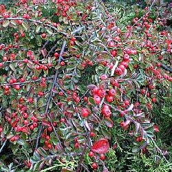 Cotoneaster Hedging