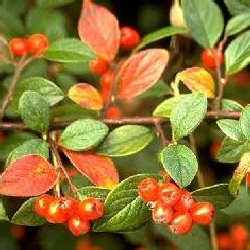 DELIVERED SEPTEMBER 2022 Cotoneaster (Cotoneaster Lacteus) 20-40cm shrubs, EVERGREEN + HARDY **FREE UK MAINLAND DELIVERY + FREE 100% TREE WARRANTY**