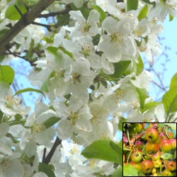 Mature Evereste Crab Apple Tree (Malus Evereste) **FREE UK MAINLAND DELIVERY + FREE 100% TREE WARRANTY**