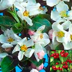 Red Sentinel Crab Apple Tree AWARD + SCENTED + WILDLIFE + PATIO **FREE UK MAINLAND DELIVERY + FREE 100% TREE WARRANTY**