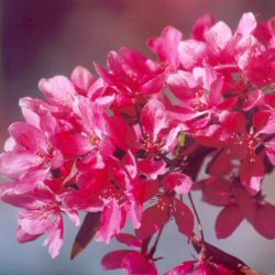 Profusion Improved Crab Apple Tree Malus x moerlandsii Profusion Improved **FREE UK MAINLAND DELIVERY + FREE 100% TREE WARRANTY**
