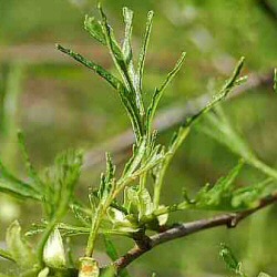 Cut Leaved Alder Tree Alnus glutinosa Imperialis AWARD + WET SITE + ORNAMENTAL TREE + INVADE EU **FREE UK MAINLAND DELIVERY + FREE 100% TREE WARRANTY**