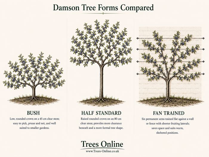 Bush, half-standard and fan-trained damson tree forms compared