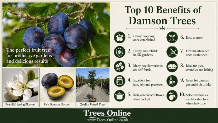 Illustrated buyer benefits of damson fruit trees for UK gardens