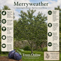 Merryweather damson tree all sales benefits
