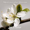 Merryweather damson tree blossom in the studio