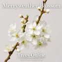 Merryweather damson tree blossom in the studio
