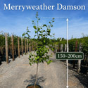 Merryweather damson tree height at delivery