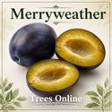 Merryweather Damson Tree