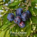 Merryweather damson tree fruit on the branch