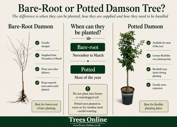 Potted and bare-root damson trees compared