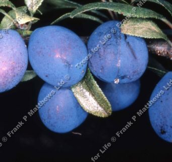 DELIVERED SEPTEMBER 2022 Farleigh Damson Tree, WEATHER HARDY, St Julien A Root Stock, 7 - 12 litre container **FREE UK MAINLAND DELIVERY + FREE 100% TREE WARRANTY**