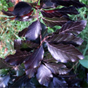 Fagus Dawyck Purple Beech Tree AWARD + EXPOSED SITES + LOW MAINTENANCE + CLAY TOLERANT + SLOW GROWING + COLUMNAR **FREE UK MAINLAND DELIVERY + FREE 100% TREE WARRANTY**