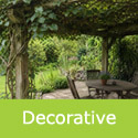 decorative features of a kiwi