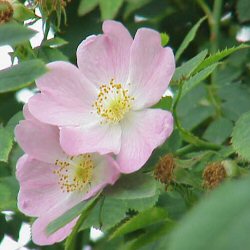 Dog Rose (Rosa canina) 20-40cm shrubs**FREE UK MAINLAND DELIVERY + FREE 100% TREE WARRANTY**