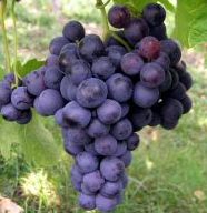 DELIVERED SEPTEMBER 2022 Dornfelder Vine Bush (Vitis vinifera 'Dornfelder') HARDY + HEAVY CROP, Red Outdoor Grape, 2-3 years old**FREE UK MAINLAND DELIVERY + FREE 100% TREE WARRANTY**