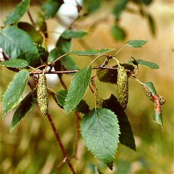 Downy or White Birch Tree (Betula pubescens) 20 - 40cm Trees **FREE UK MAINLAND DELIVERY + FREE 100% TREE WARRANTY**