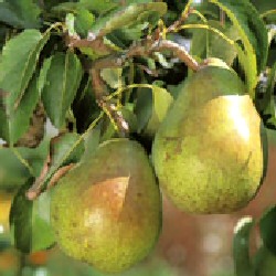 Doyenne De Comice Pear Tree (C4), POPULAR DESSERT PEAR + RICH + JUICY, 2-3 years old, **FREE UK MAINLAND DELIVERY + FREE 100% TREE WARRANTY**