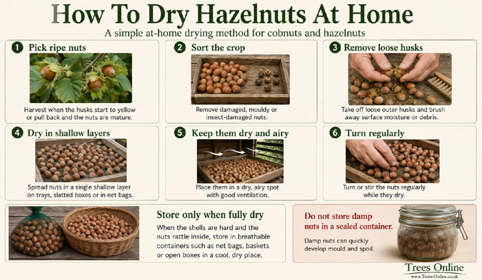Step by step guide showing how to dry hazelnuts at home in shallow airy layers