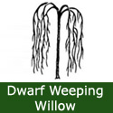 Dwarf Weeping Willow Tree Salix caprea Pendula Kilmarnock WET SITE SUITABLE **FREE UK MAINLAND DELIVERY + FREE 3 YEAR LTD WARRANTY**