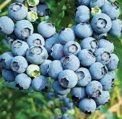 Blueberry Bush Earliblue Pack contains 3 Litre Containerised Plants **FREE UK MAINLAND DELIVERY + FREE 100% TREE WARRANTY**