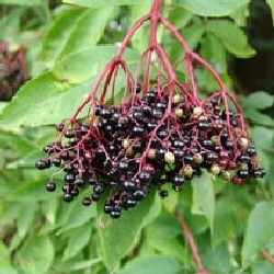 Elder Shrubs