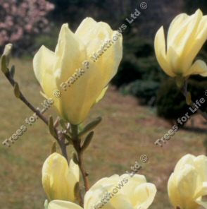 Mature Elizabeth Magnolia Tree, AWARD + VERY ORNAMENTAL **FREE UK MAINLAND DELIVERY + FREE 100% TREE WARRANTY**