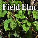 Field Elm (Ulmus minor) – Cell Grown Trees & Saplings 15-30cm