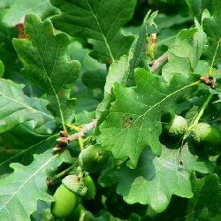 English Oak Tree (Quercus robur) 20-40cm Trees**FREE UK MAINLAND DELIVERY + FREE 100% TREE WARRANTY**