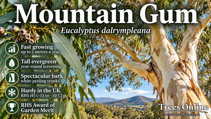Mountain Gum - Fast Growing Evergreen Screening Tree