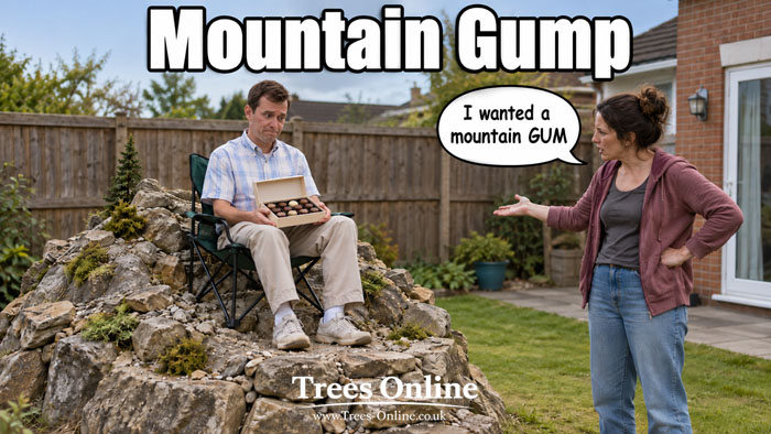 Mountain Gump eucalyptus gardening cartoon