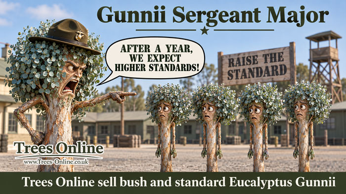 Gunnii Sergeant Major - Eucalyptus gunnii standards