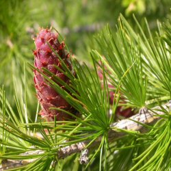 <font color="red">DELIVERED SEPTEMBER 2024</font> European Larch Tree (Larix decidua) 20-40cm trees**FREE UK MAINLAND DELIVERY + FREE 100% TREE WARRANTY**