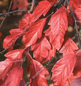 <font color="red">DELIVERED SEPTEMBER 2024</font> Evelyn Crab Apple Tree **FREE UK MAINLAND DELIVERY + FREE 100% TREE WARRANTY**